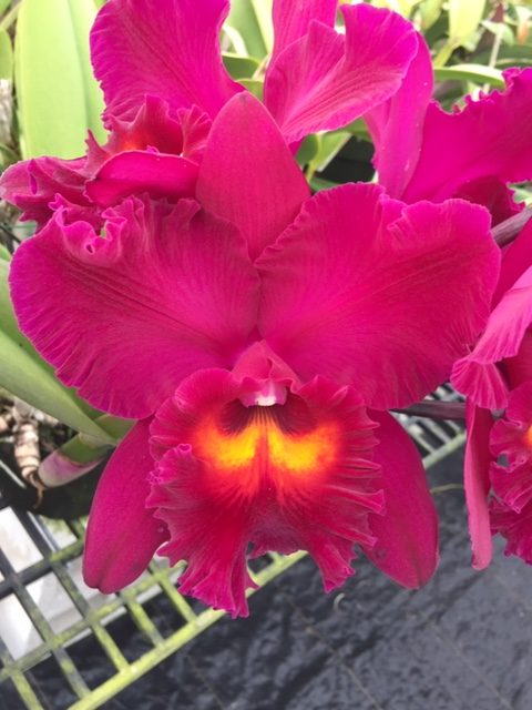 Rlc . Samba Splendor- Blooming Size