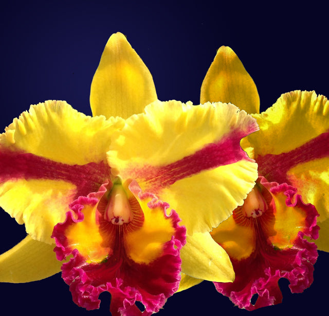 Rth. Siam fancy 'Wings of Fire' - Blooming Size