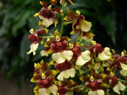 Onc. Space Race 'Coco' with Yellow Ecopot (Retail only)