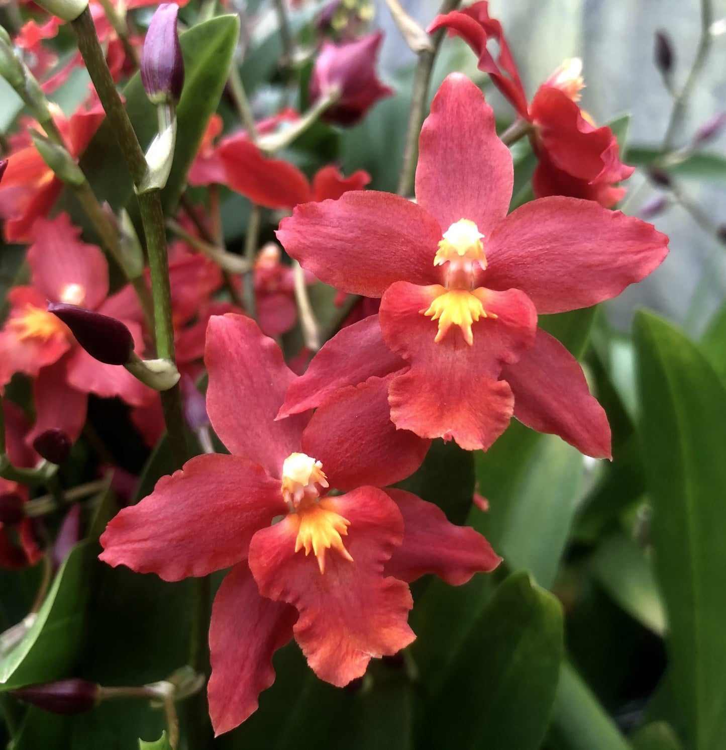 Wils. Spacemine 'Red Rendezvous' AM/AOS