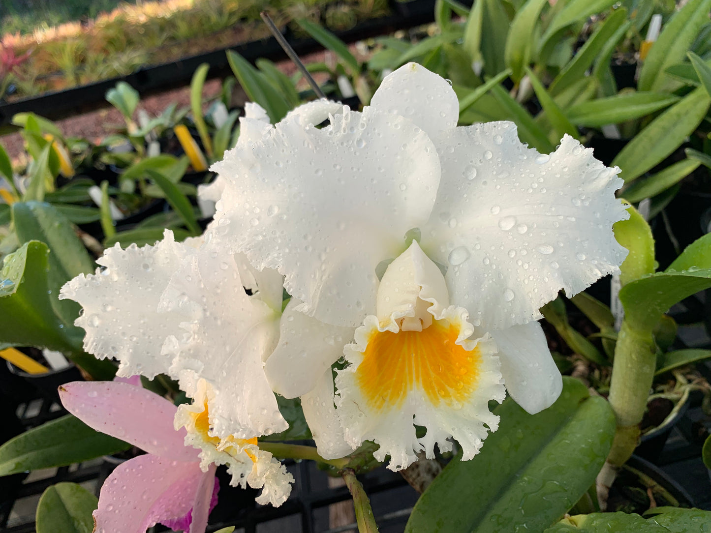 C Spring King 'Shogun Hawaii'- Non Bloom