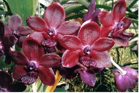 V. Srisiam 'Chang Dang'
