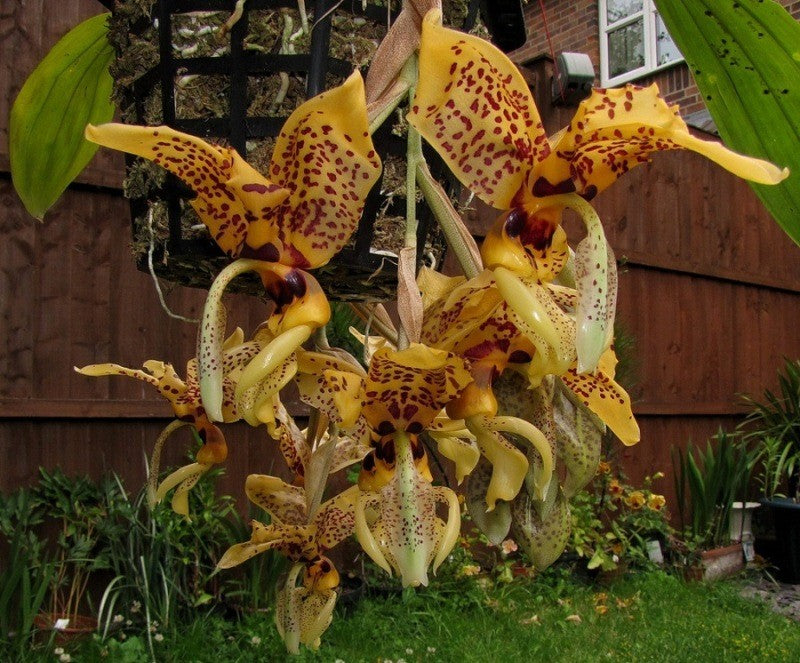 Stan . Bird of Prey- Non Bloom