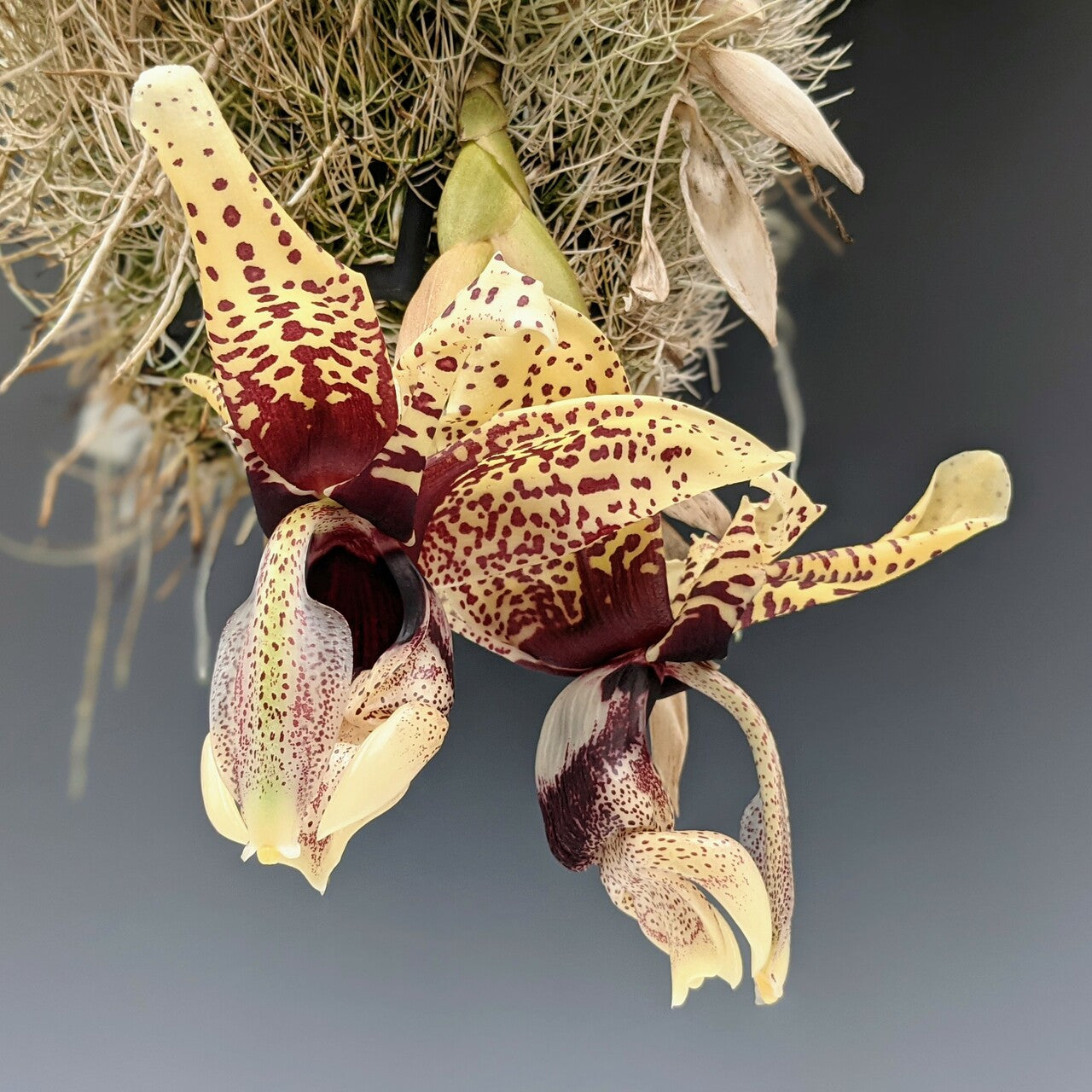 Stan. Michael Bloyer x Newberry Stargazer- Non Bloom