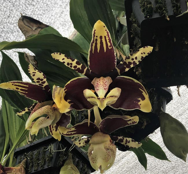 Stan. Tigrina x nigroviolacea 'The Predator'- Non Bloom