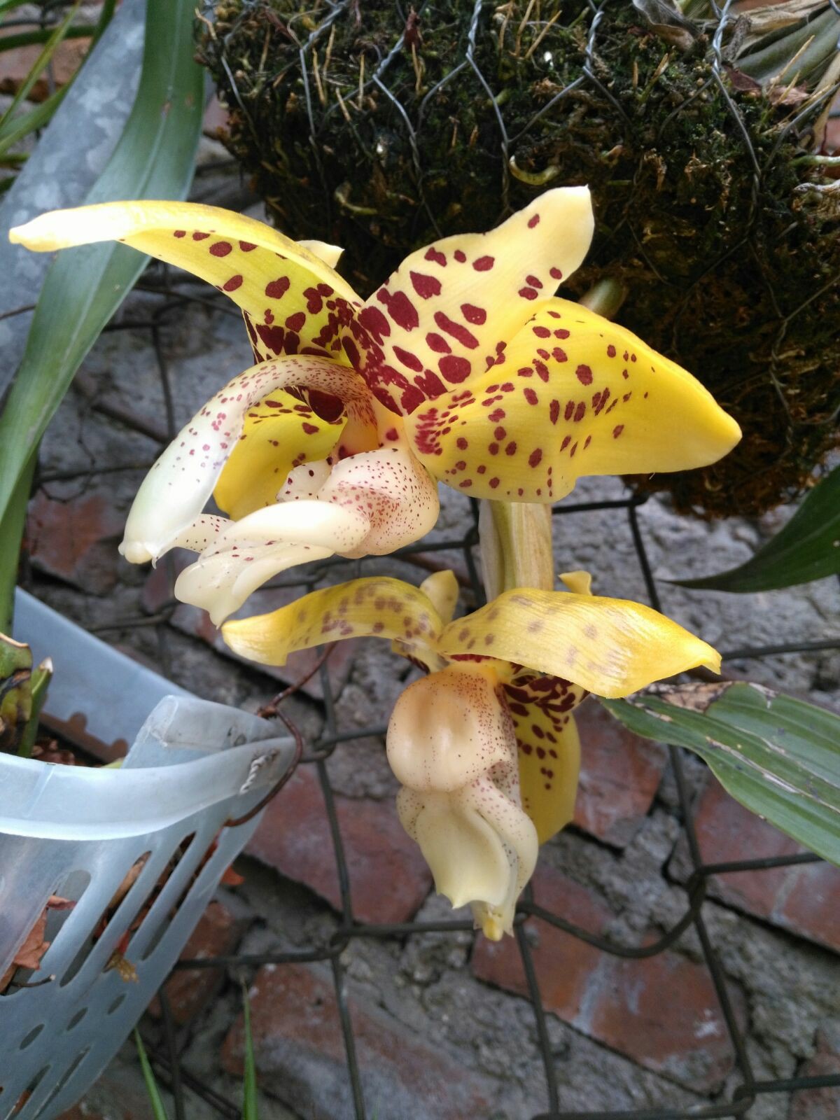 Stan. New berry Stargazer x ecornuta - Non Bloom