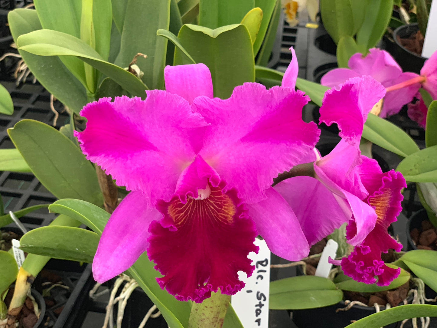 Rlc. Starstruck - 5" pot Blooming Size