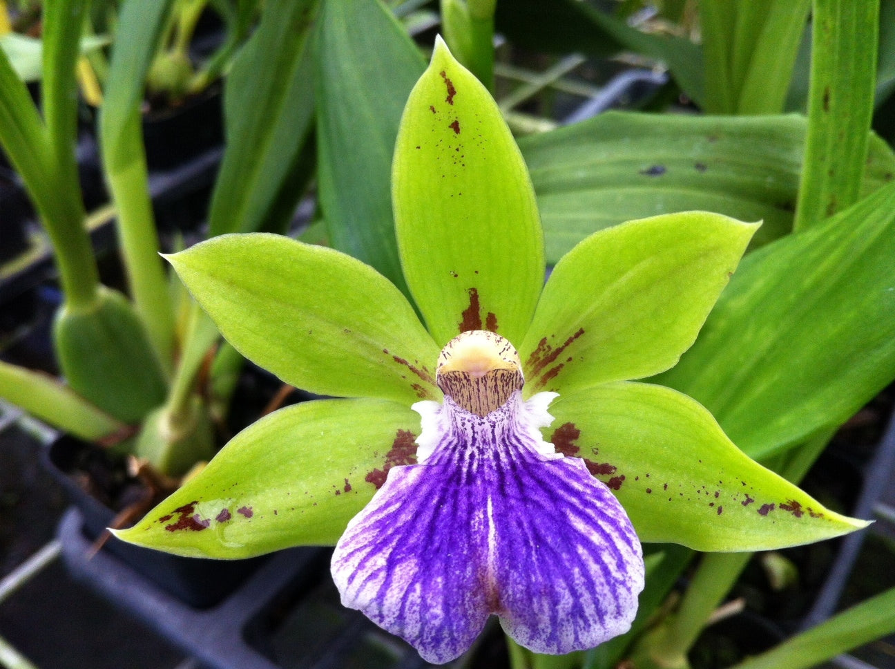 Zga. Sweet Jade 'Sweet Cheyenne'