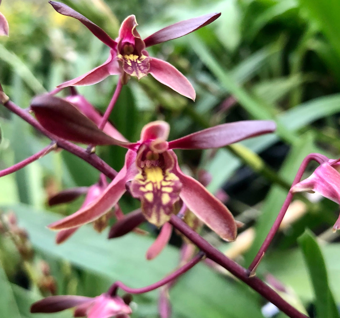Den. Tiny Twister- Blooming Size