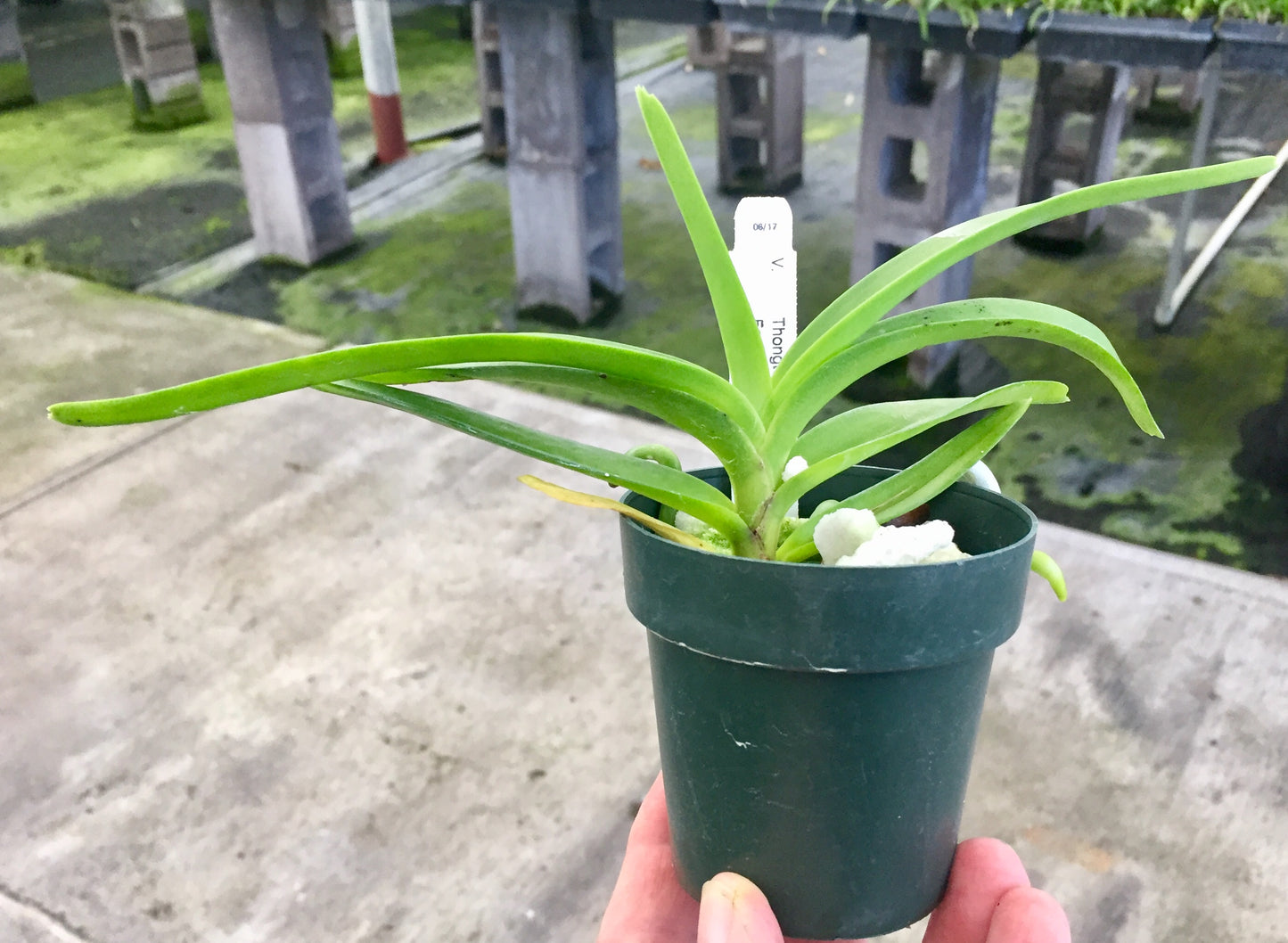 V. Thongchai Classic x Fcr. Reyna's Green with Envy