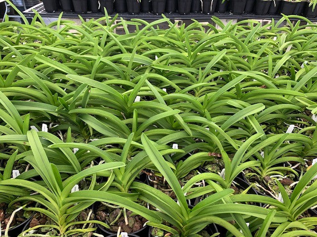Vanda Goodwin's Glitzy Gala- Blooming Size