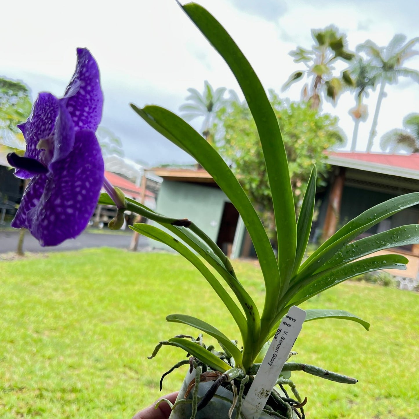 Vanda Somsri Glory ‘ Blue’