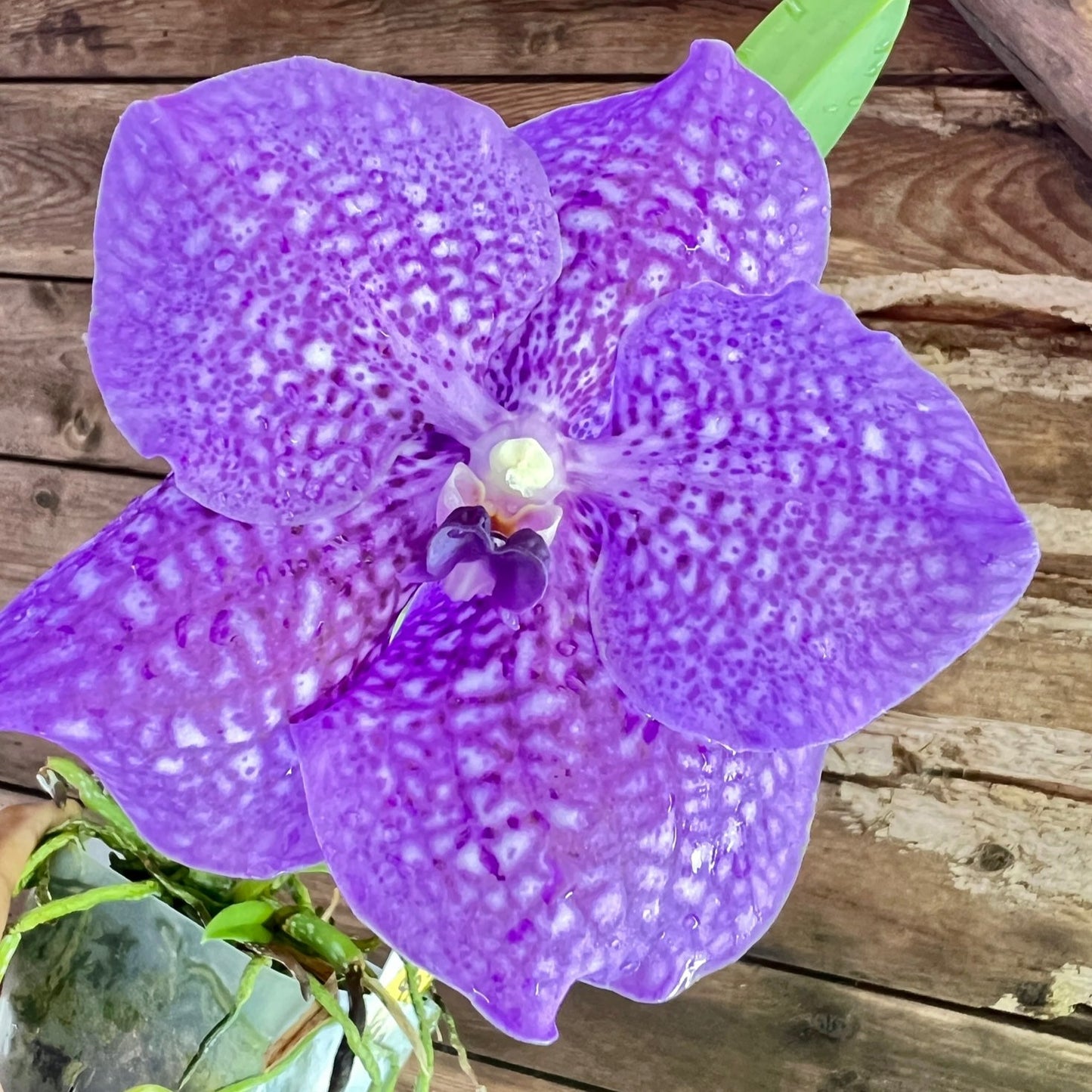 Vanda Somsri Glory ‘ Blue’