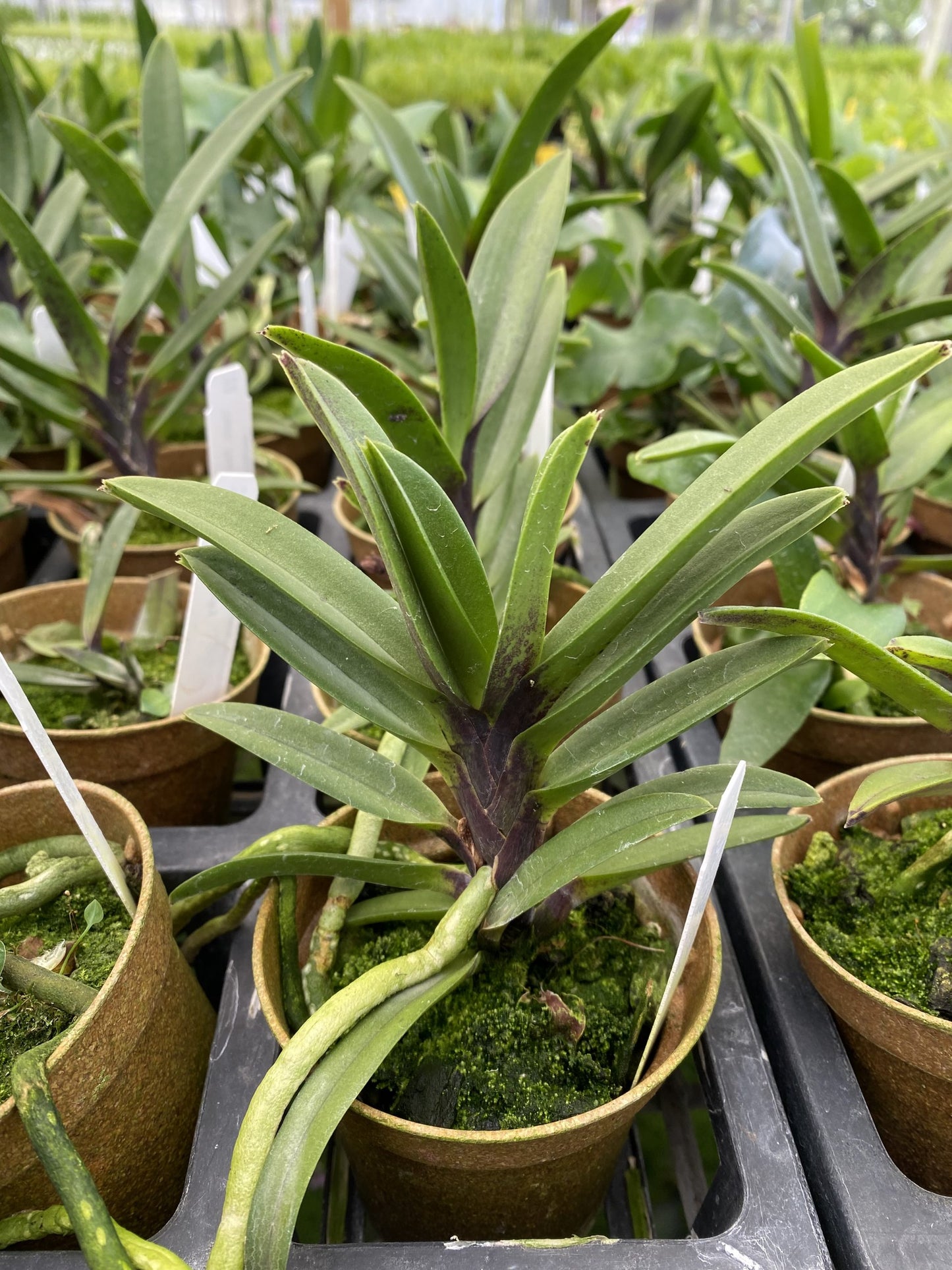 Vandachostylis Pinky