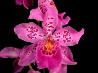 Vuyl. Carnivale 'Rio'