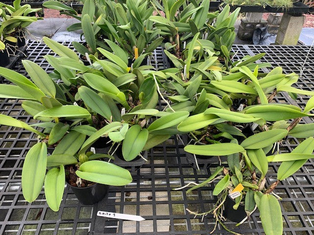 White Cattleya Package