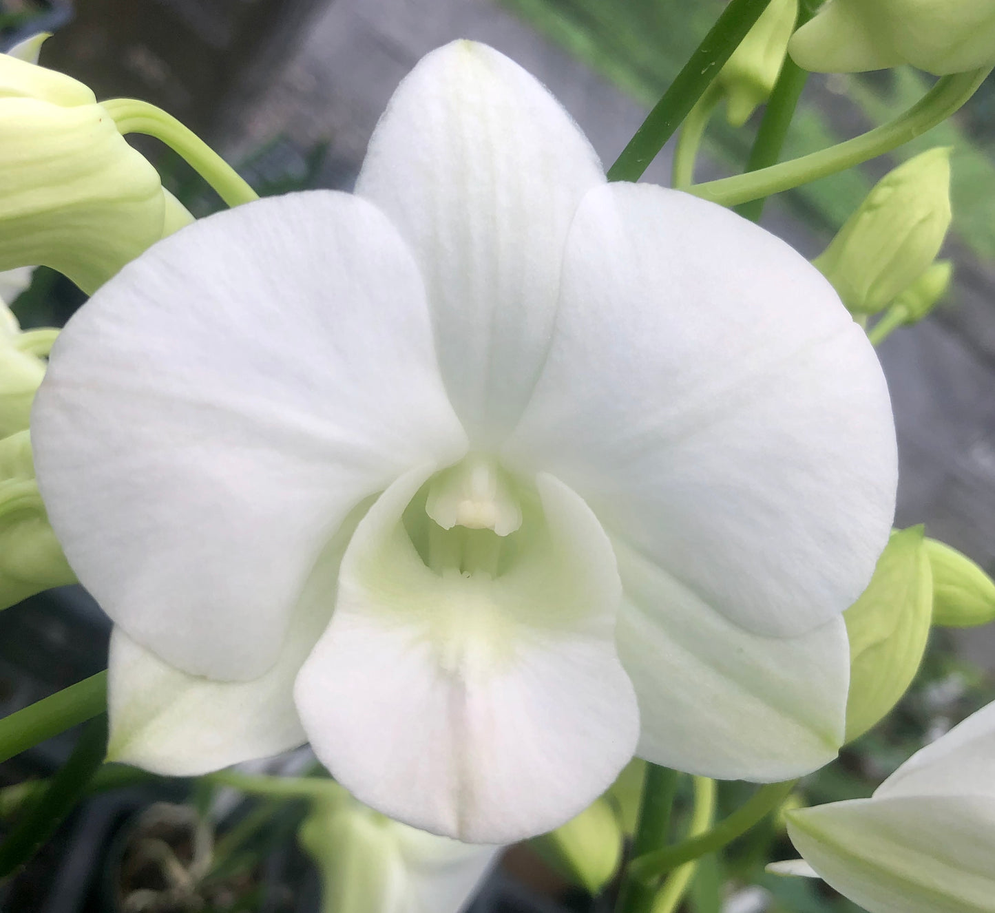 Den. Salaya White with Brown Eco Pot for Retail Orders