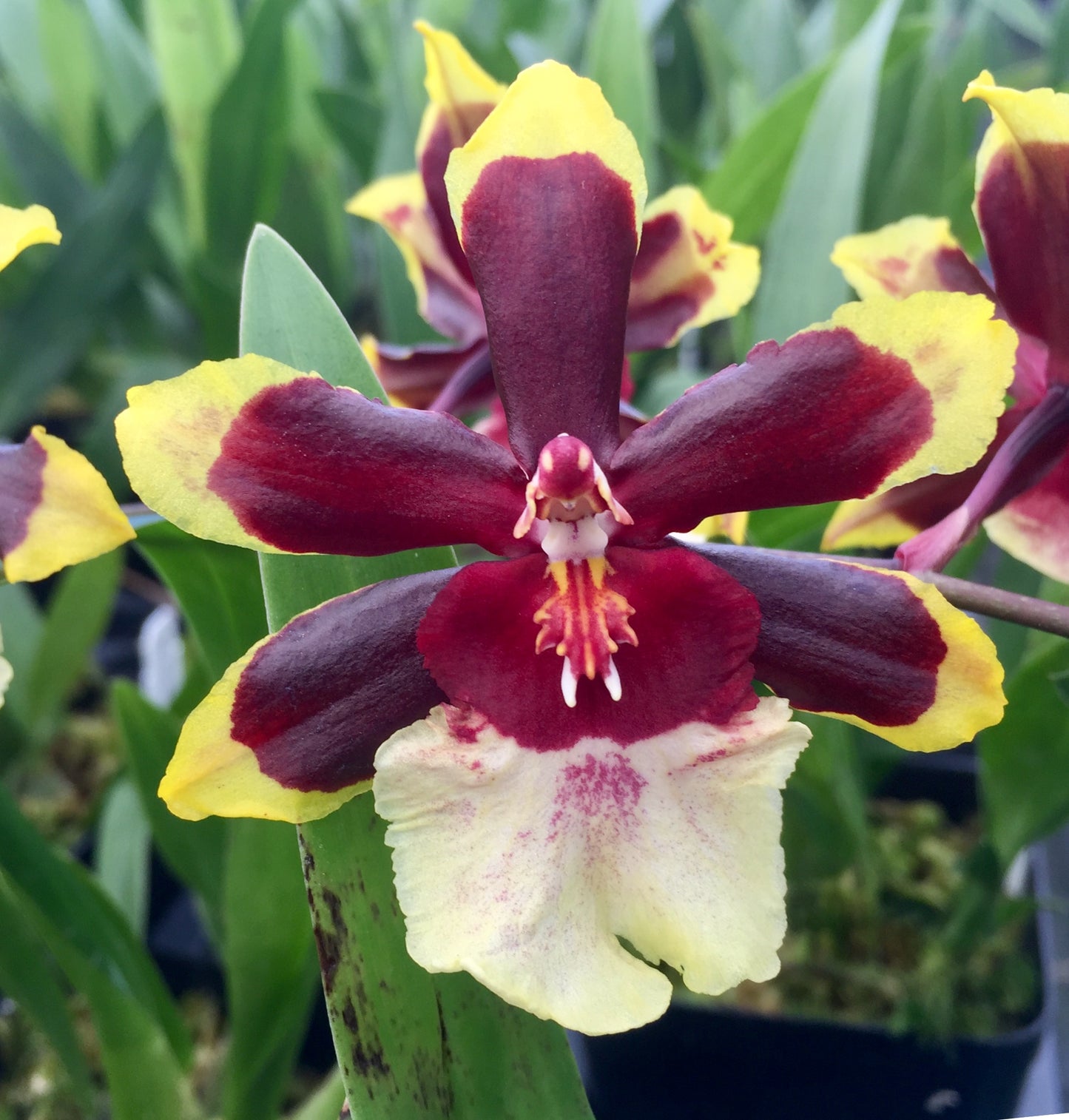 Odcdm. Wildcat 'Rainbow'