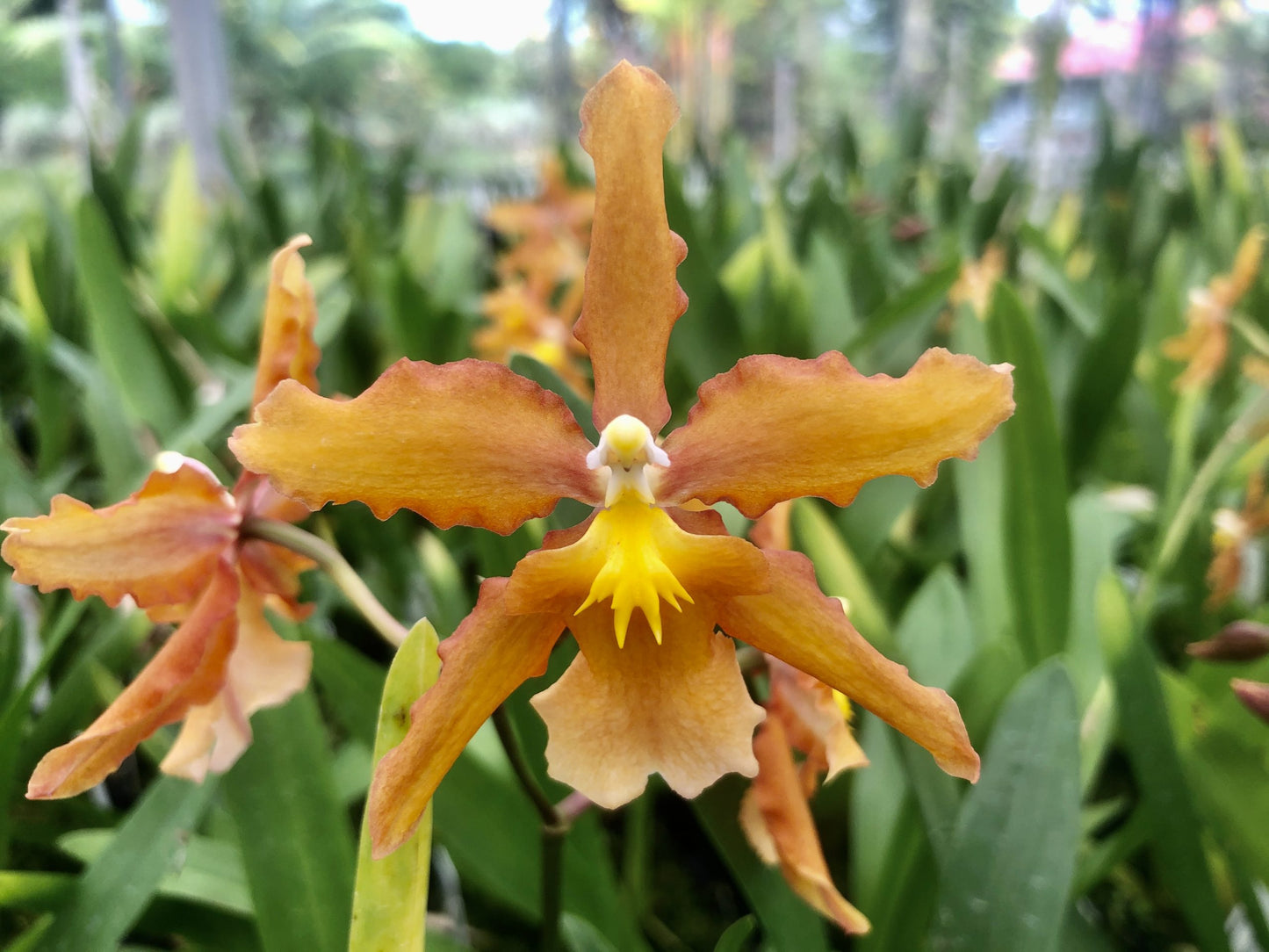 Wils. Firecat 'Simple Pleasures'