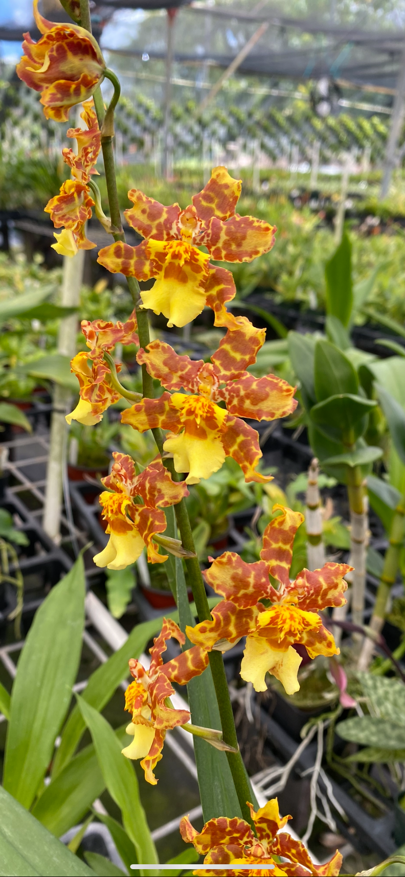 Wils. Pacific Passage 'Handsome'