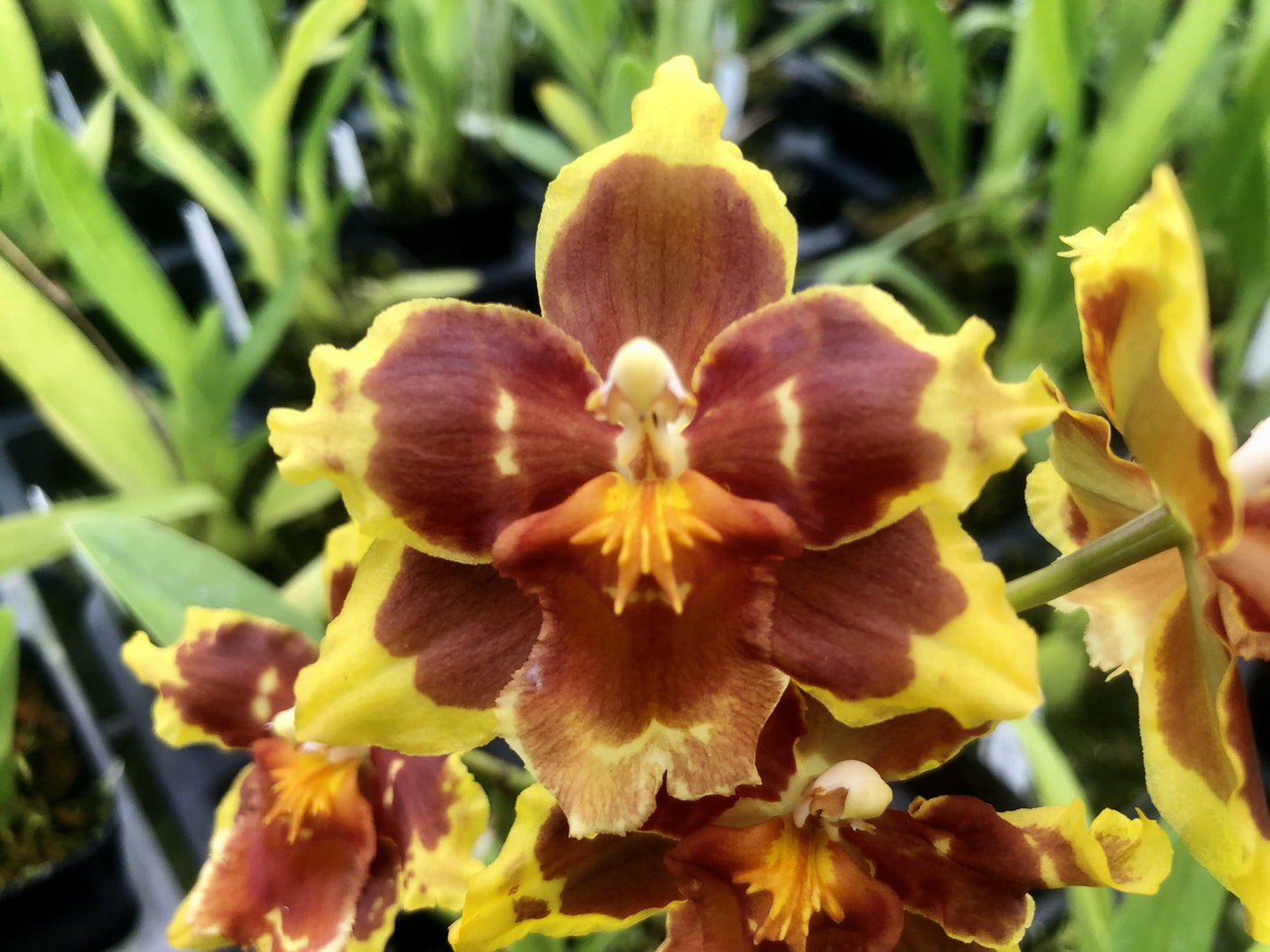 Wils. Solari 'Coronal'- Blooming size