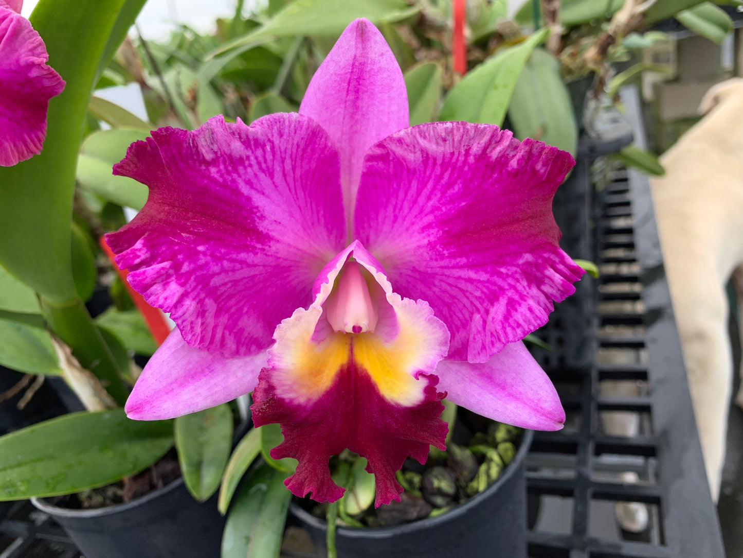 Rlc. Wounded Warrior 'Shogun Hawaii'- Blooming Size