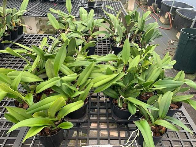 Yellow Cattleya Package 24 plants