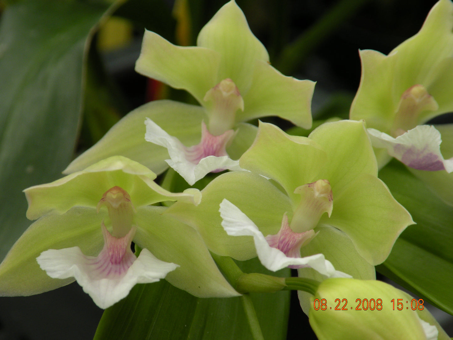 Zns. Cynosure 'Alba'
