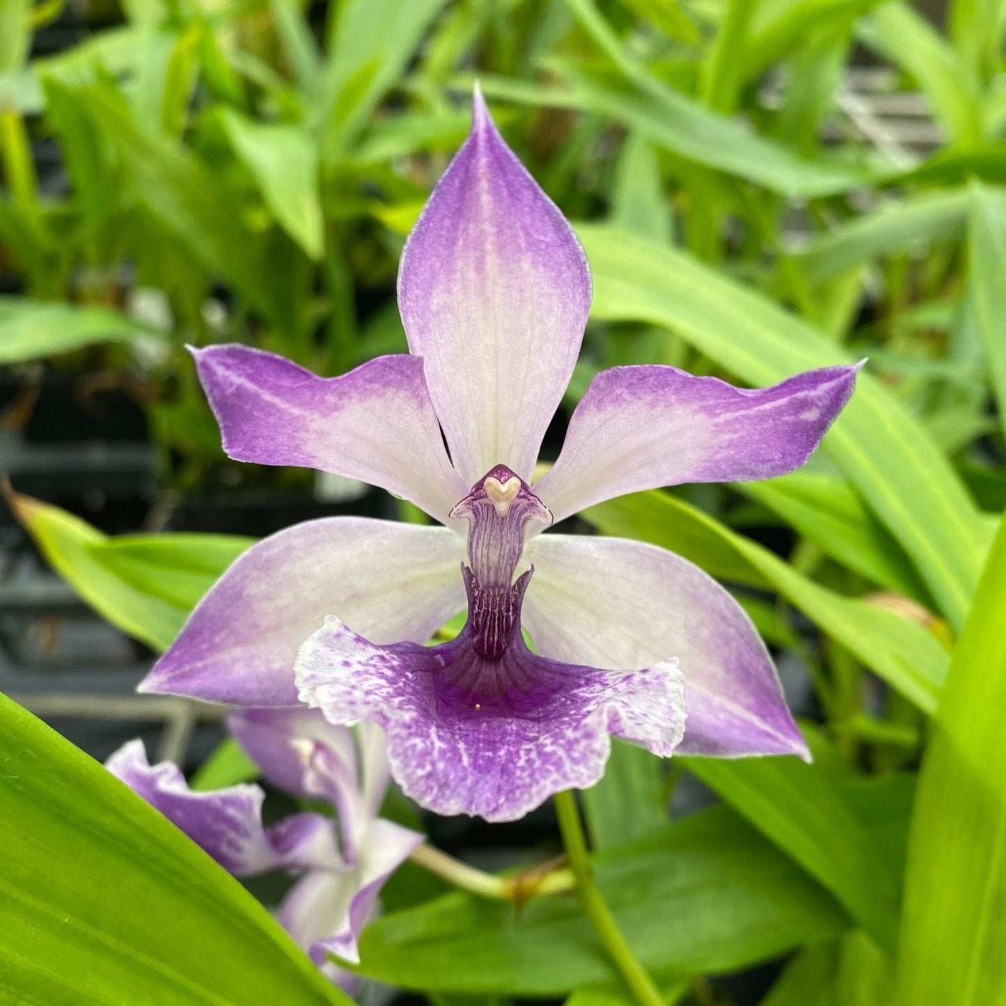 Zygonisia Cynosure 'Bluebird'
