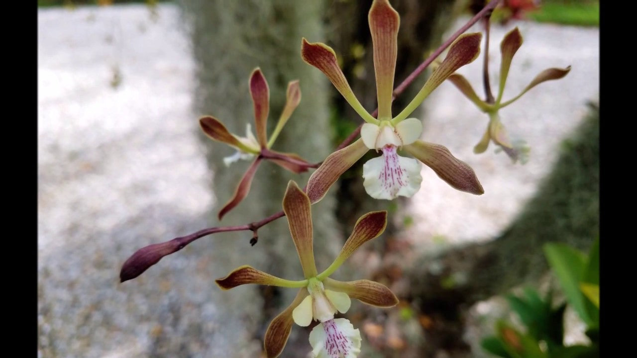 Encyclia alata- Non Bloom
