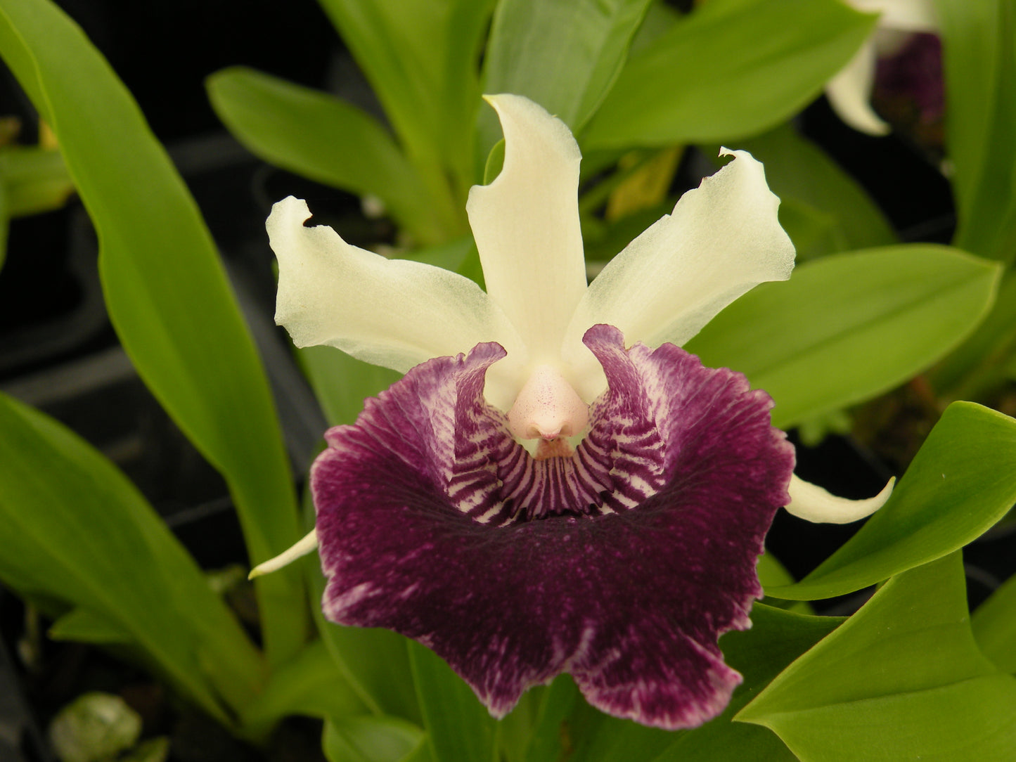 Cochleanthes Amazing