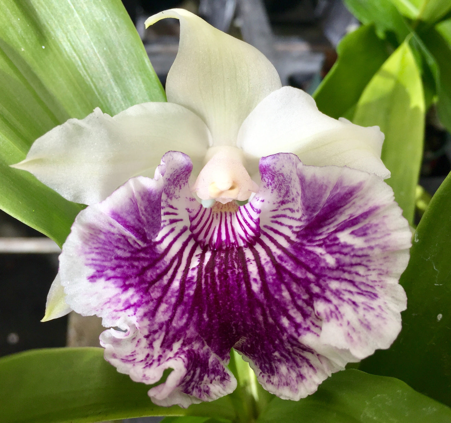 Cochleanthes amazonica x amazing