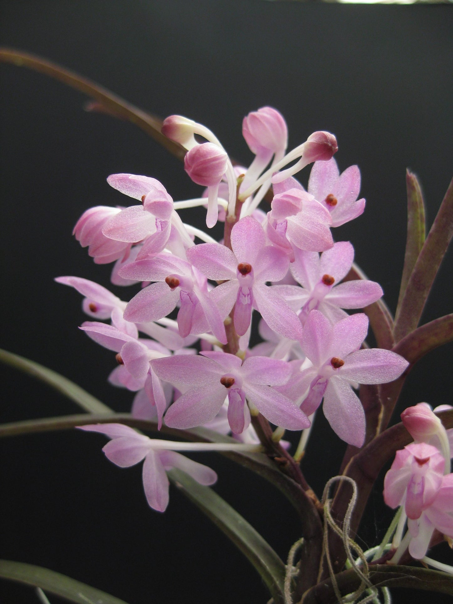 Ascocentrum christensonianum