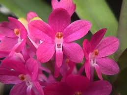 Ascocentrum ampullaceum 'Fuschia'