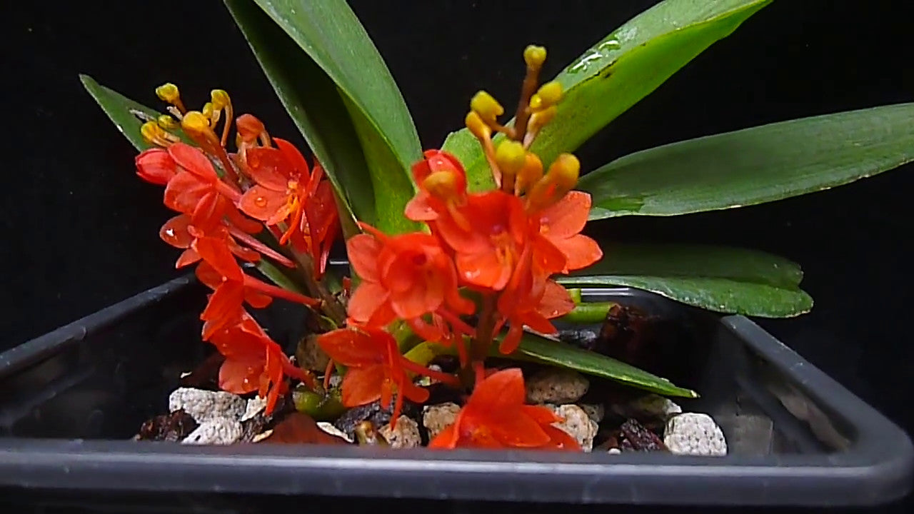 Ascocentrum ampullaceum 'Orange'