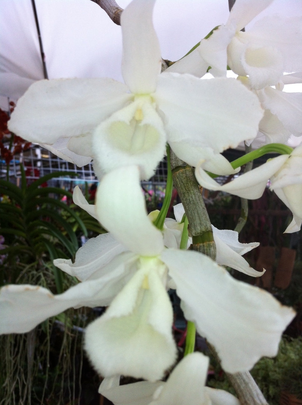 Den. anosmum 'Antone' Kalapana Orchid Farm