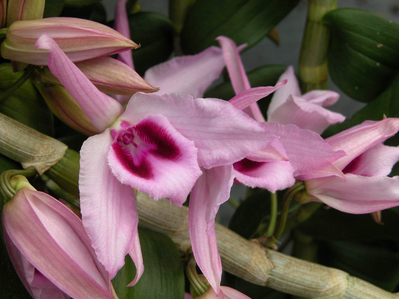 Den. anosmum x sib