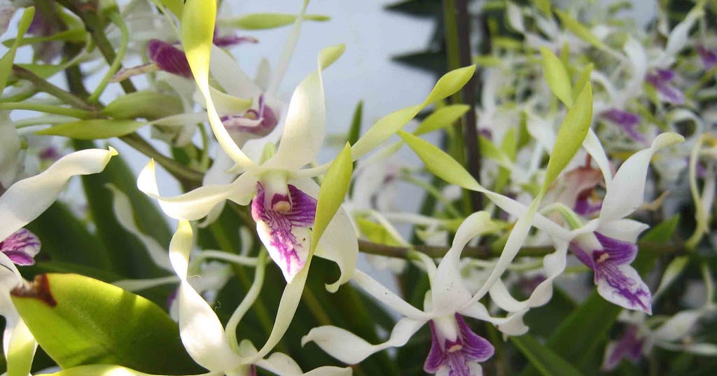 2" Den. antennatum- Non Bloom