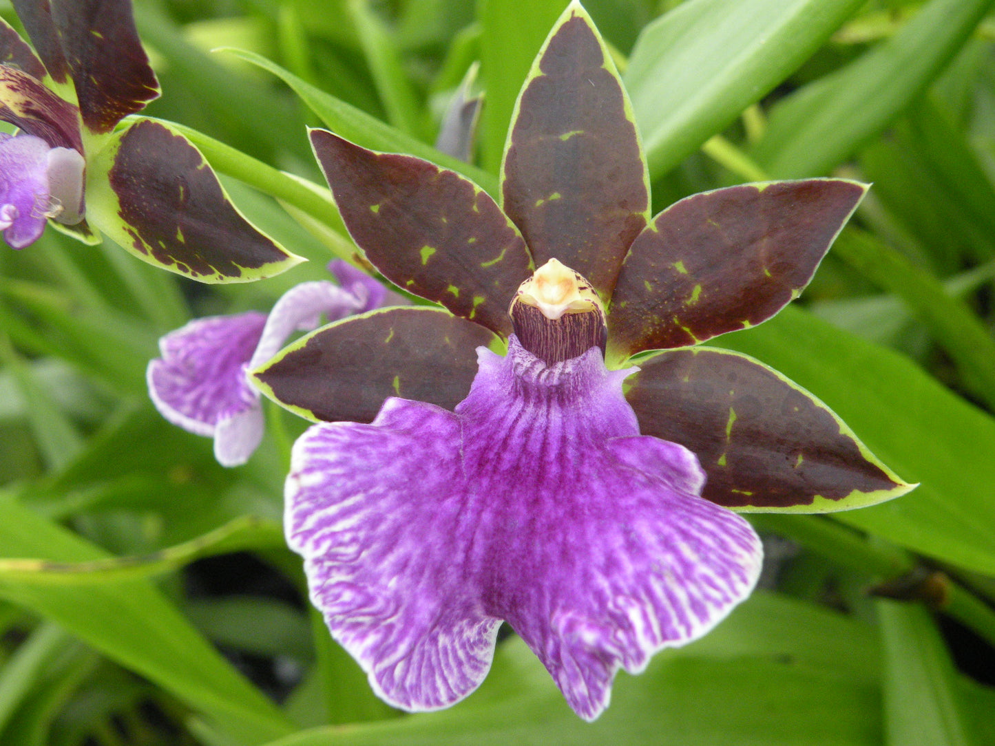 Zglm. Artur Elle 'Tombstone'