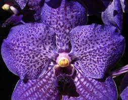 Vanda Banjong Blue- Blooming size