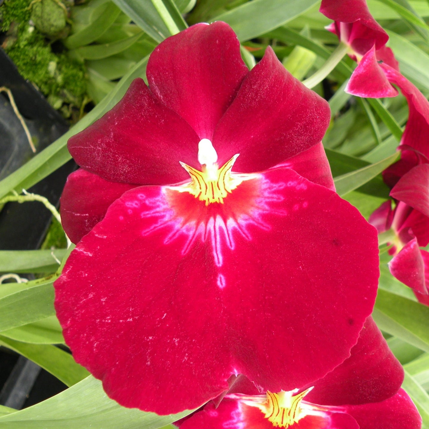 Mps. Bert Field 'Crimson Glow'