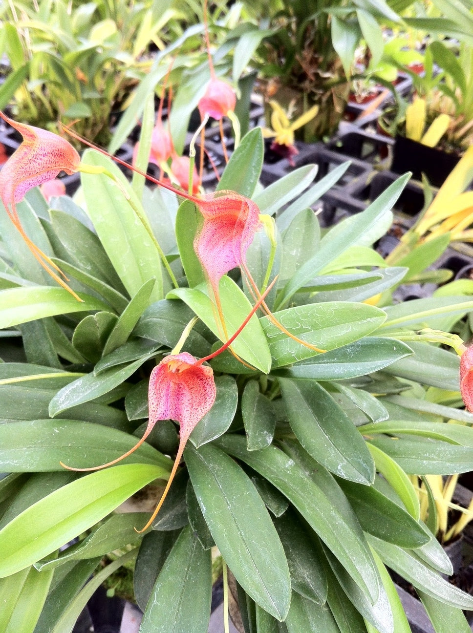 Masd. Beth Cox- Blooming Size