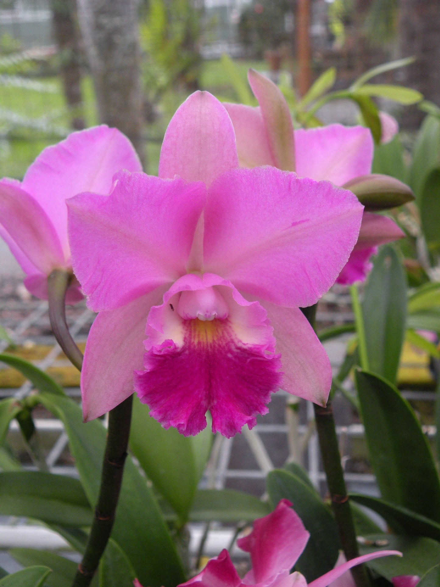 Ctna. Beverly Blush 'Kalapana'- Blooming Size