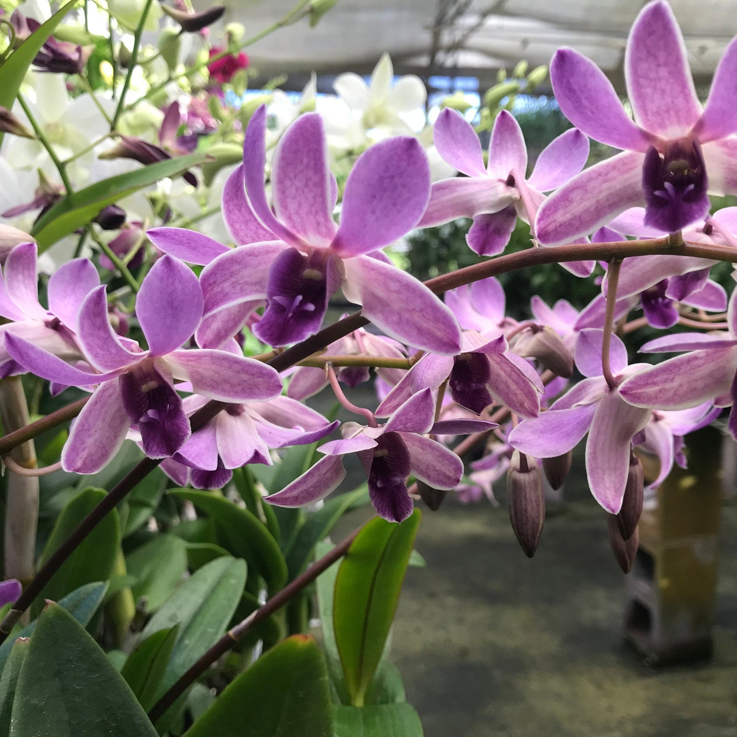 Den. Bicentennial Blue