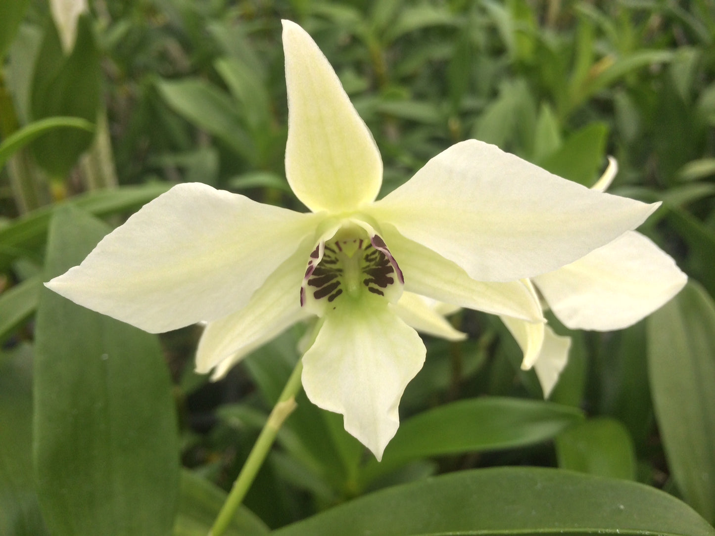 D. Bill Takematsu- Green Eco Pot included