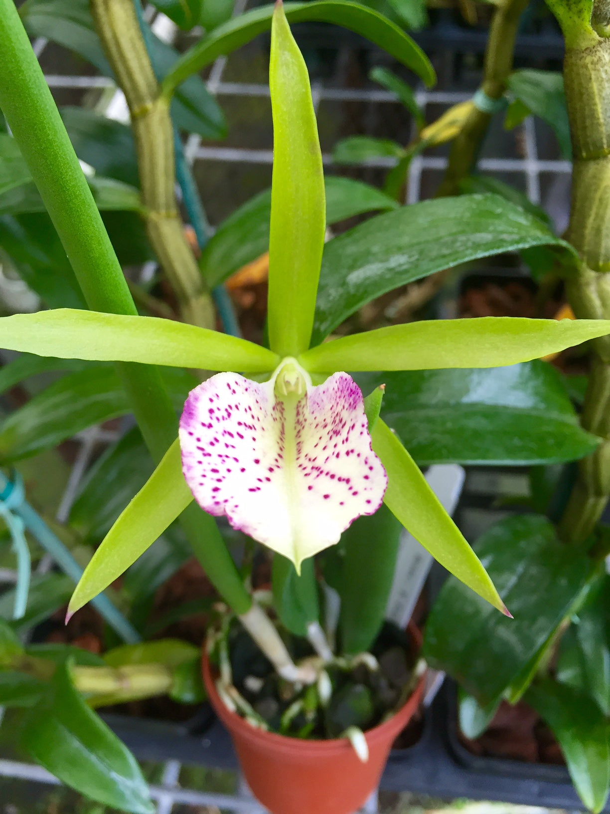 Bc. Green Bird- Blooming Size