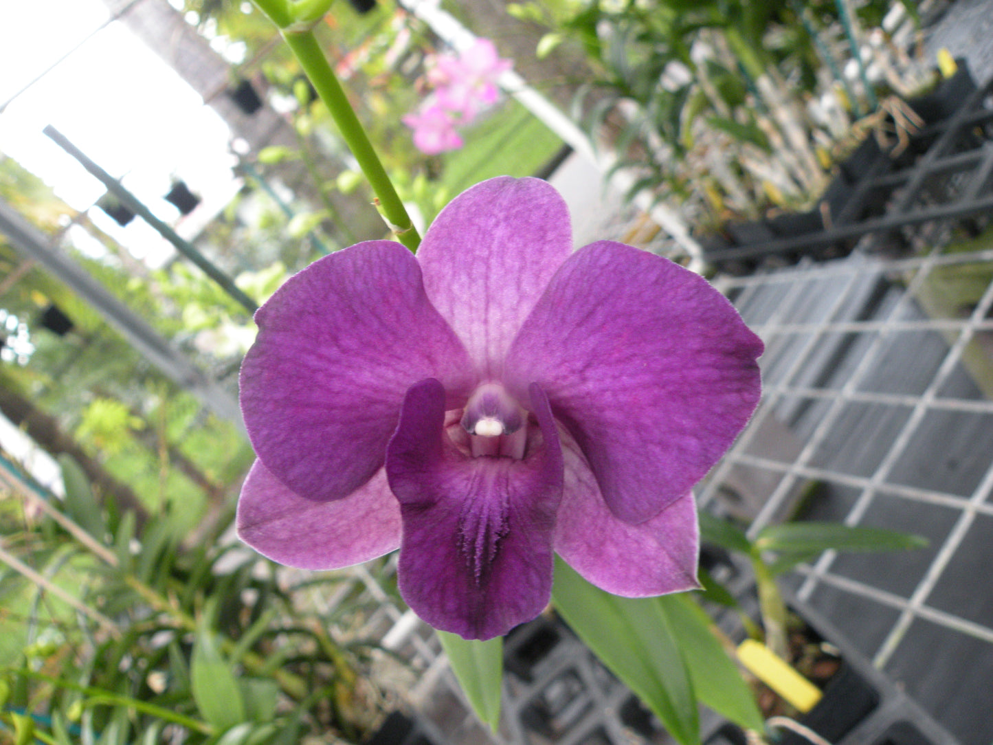 Den. Blue Planet with Brown Ecopot