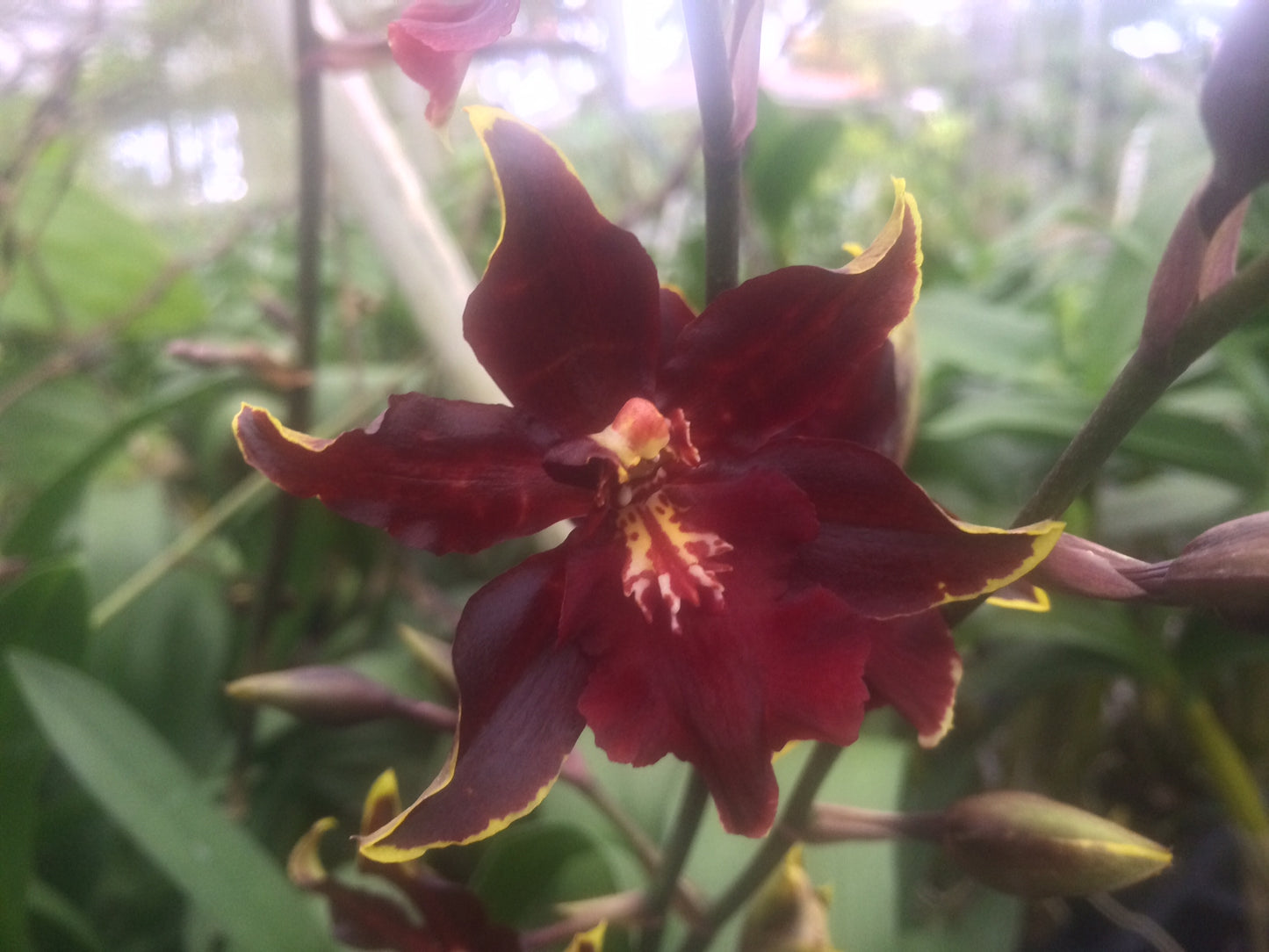 Odontocidium Wildcat 'Bobcat'- Blooming Size