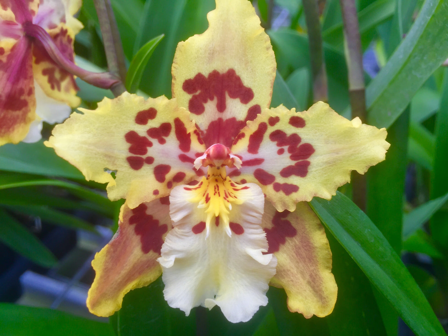 Odcdm. Brennan Scott Barfield- Blooming Size