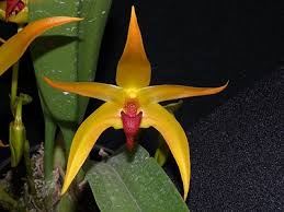 Bulb. Frank Smith- Non Bloom